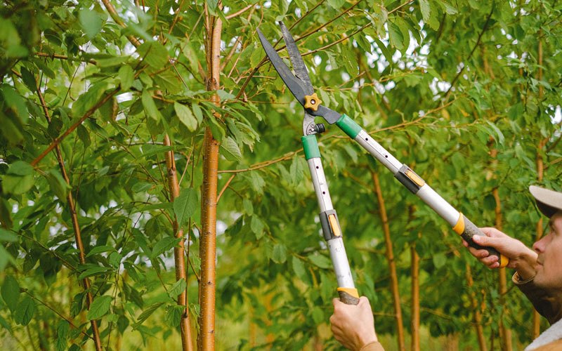 Tree trimming in Skamokawa, WA